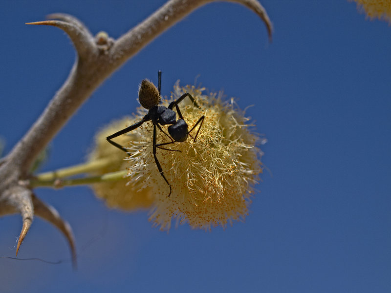 Okonjima, Ant